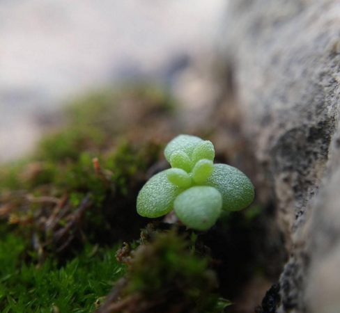 Shrub