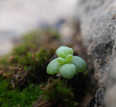 Shrub