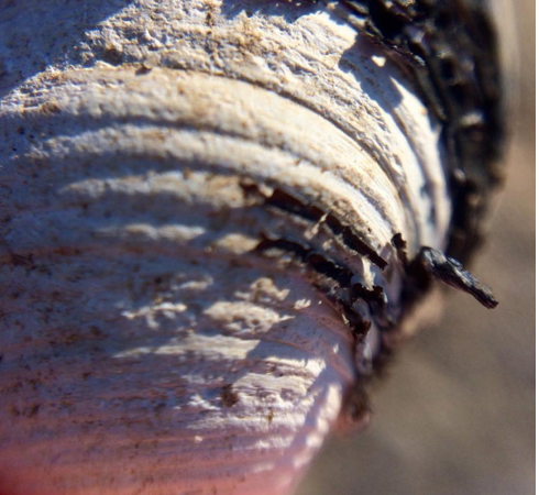 Shell